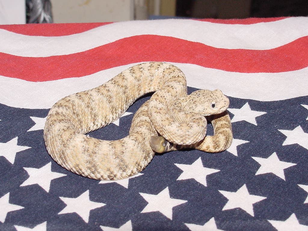 s.w.speck3.JPG [129 Kb]