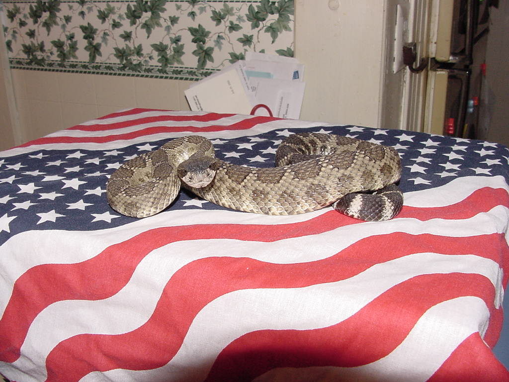 oreganus2.JPG [125 Kb]