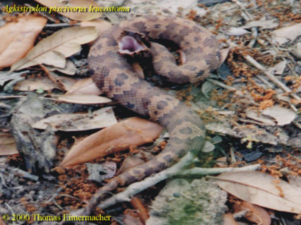 leucostoma1.JPG [192 Kb]