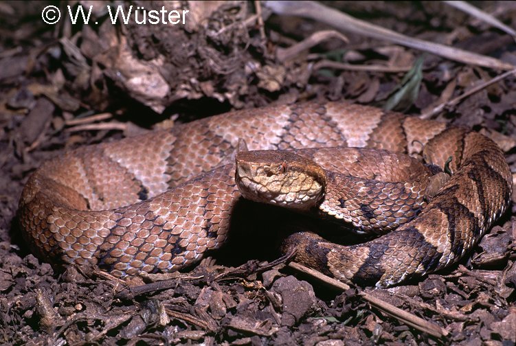 Bothrops_microphthalmus1C.jpg [123 Kb]