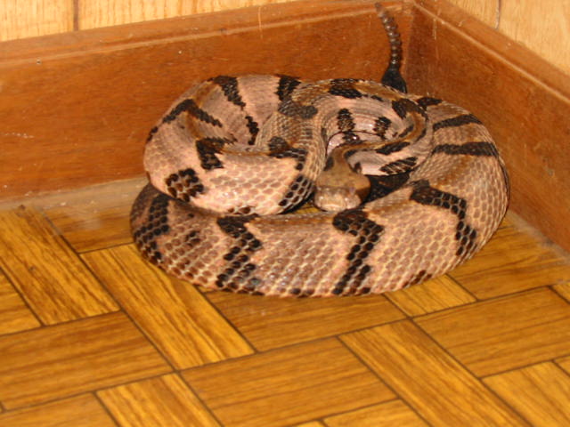 Cane.jpg [64 Kb]
