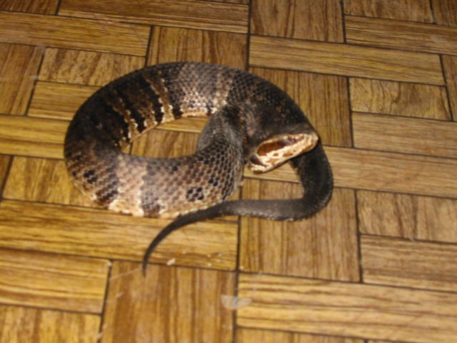 Cottonmouth.jpg [60 Kb]