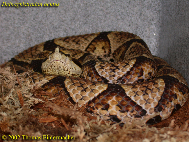 Dscn1558.jpg [254 Kb]