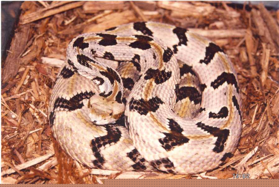 canebrake1.jpg [74 Kb]
