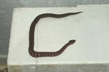 Gloydius_intermedius.jpg [9 Kb]