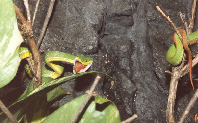 Trimeresurus_albolabris-2.jpg [44 Kb]