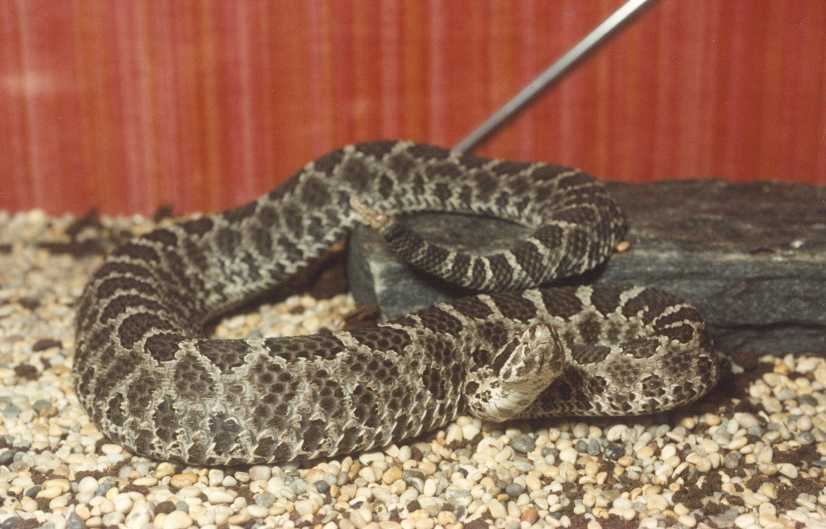 Sistrurus_catenatus.jpg [50 Kb]