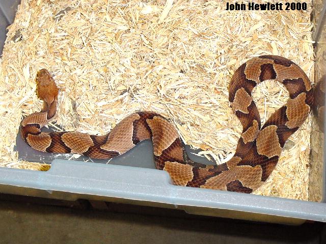 osagecopperhead.jpg [109 Kb]