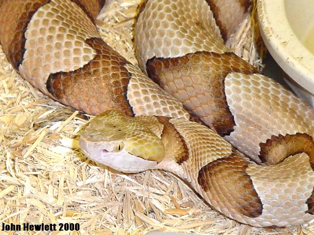 southerncopperhead.jpg [93 Kb]