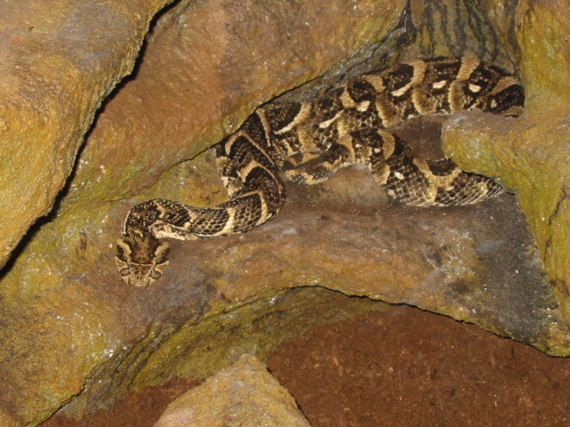 puffadder.jpg [153 Kb]