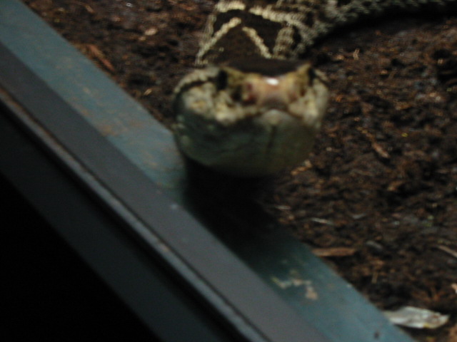 bothropsasper2.jpg [72 Kb]