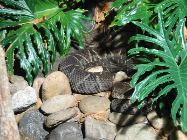 bothropsasper3.jpg [147 Kb]