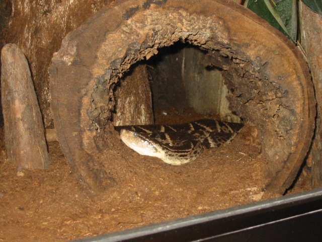 bothropsasper4.jpg [134 Kb]