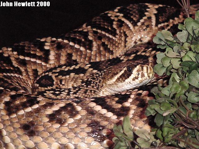 easterndiamondbackrattlesnake.jpg [92 Kb]
