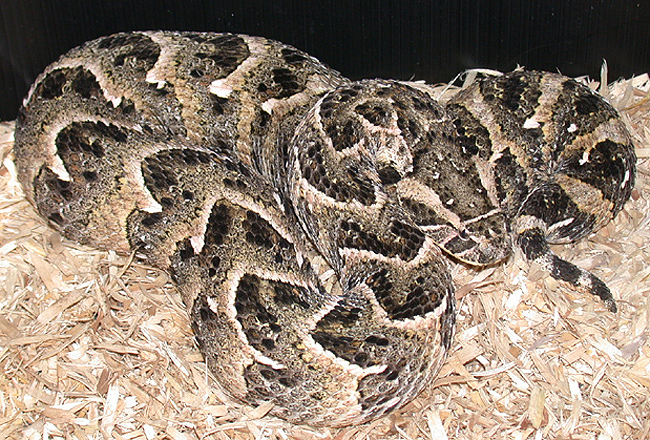 Dscn2667.jpg [352 Kb]