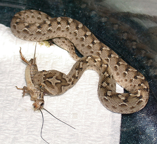 Dscn2718.jpg [273 Kb]