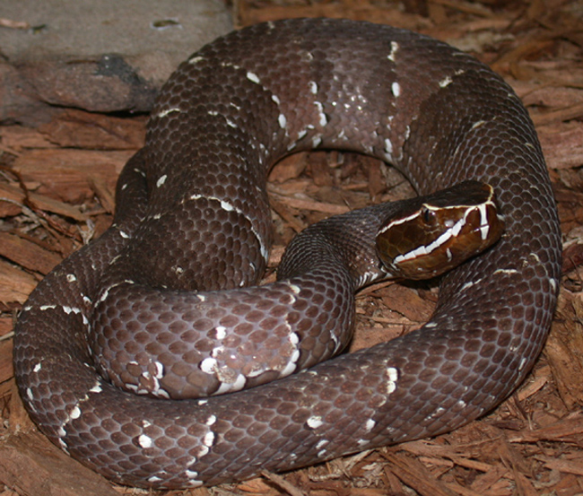 Dscn2770.jpg [262 Kb]