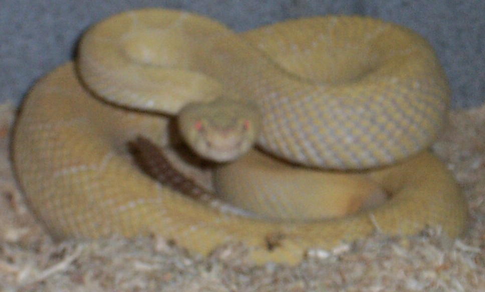 Albinoatrox1.jpg [53 Kb]