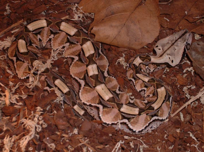 bitis2.jpg [106 Kb]