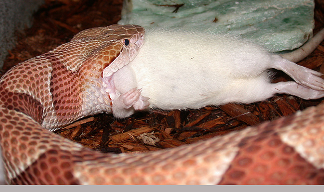 DSCN3253.JPG [211 Kb]