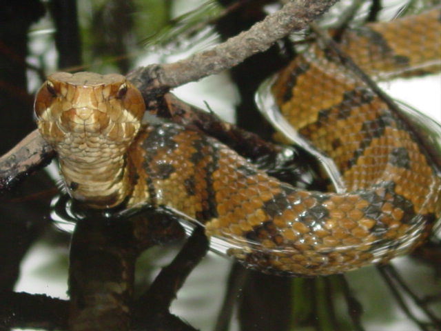 cottonmouth.jpg [60 Kb]