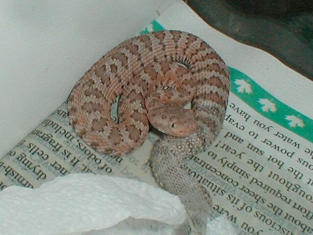 firstshed.jpg [59 Kb]