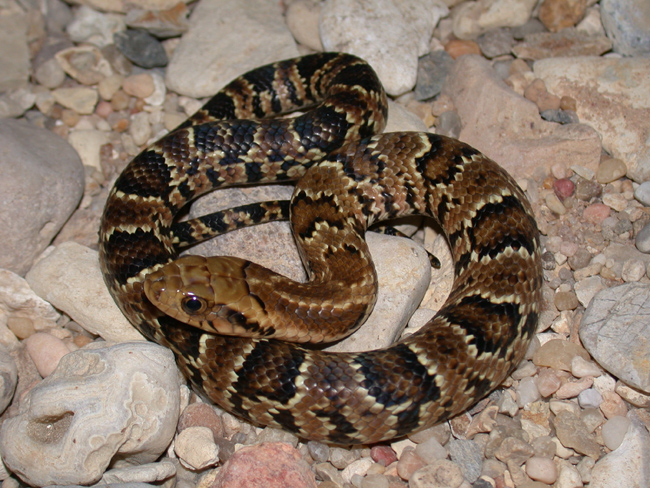 DSCN3772.JPG [253 Kb]