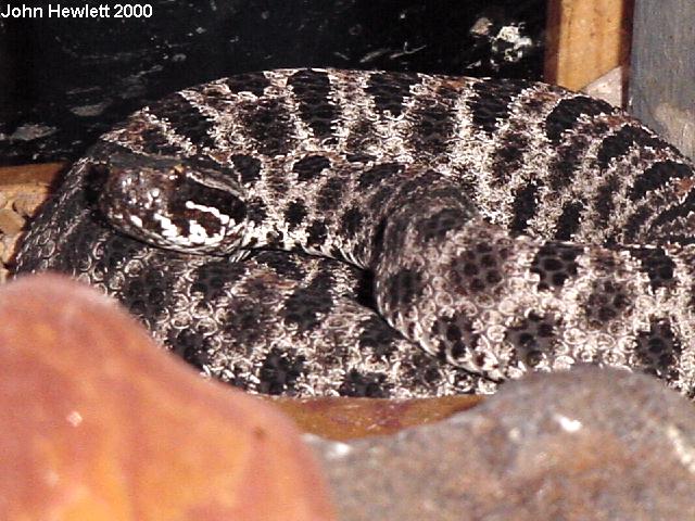 DuskyPigmyRattlesnake10-15-00.jpg [88 Kb]