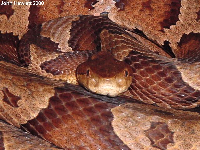 NorthernCopperhead10-20-00.jpg [87 Kb]