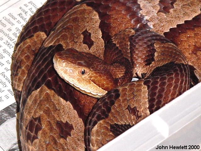 NorthernCopperhead4-10-20-00.jpg [84 Kb]