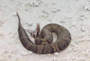 cottonmouth.jpg [61 Kb]