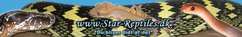 star-reptiles-top.gif [72 Kb]