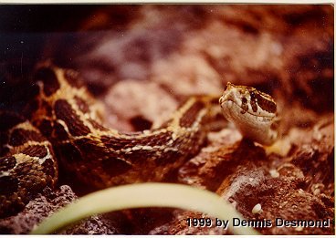 crotalus_polystictus03.jpg [28 Kb]