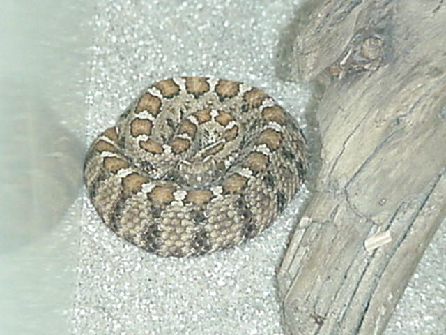 Crotalus_enyo_enyo_2.jpg [57 Kb]