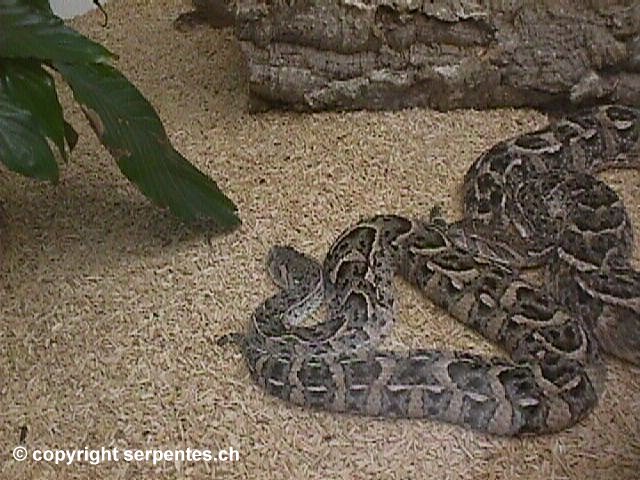 Bitis_arietans.jpg [85 Kb]