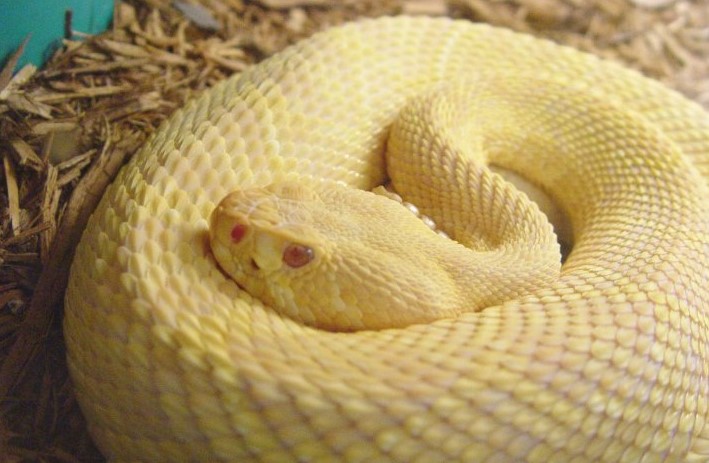 AlbinoEasternDiamondbackRattlesnake.JPG [78 Kb]