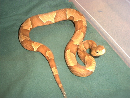 UnknownLocaleSouthernCopperhead.jpg [75 Kb]
