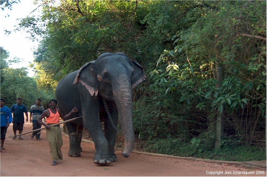 Indian_Elephant.jpg [175 Kb]