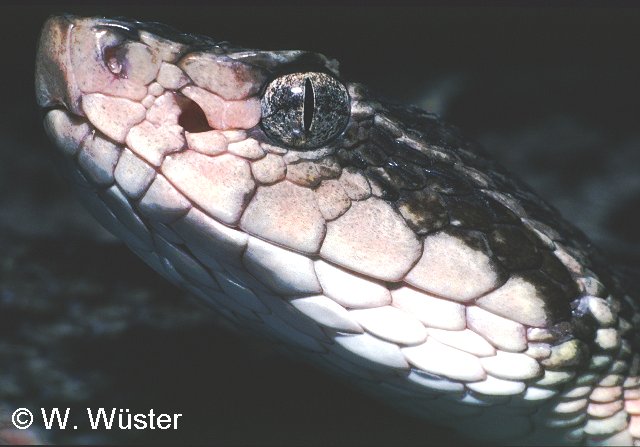 Bothrops_atrox2.jpg [50 Kb]