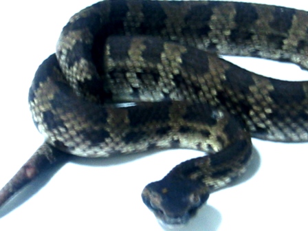 �q���n�u������10.14.JPG [58 Kb]