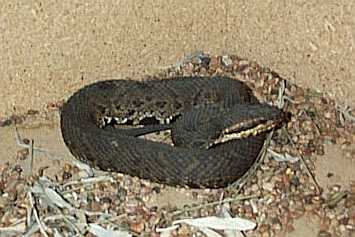 Cottonmouth(coiledright).jpg [17 Kb]