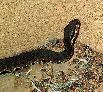 Cottonmouth(head&neck).jpg [38 Kb]