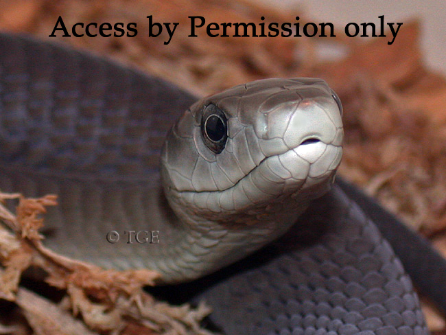 Dscn1363a1lj.jpg [256 Kb]