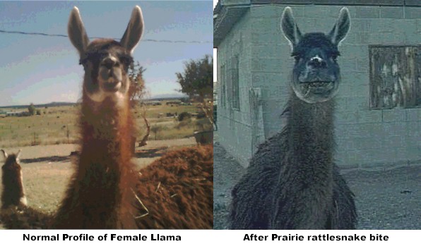 llama1.jpg [57 Kb]