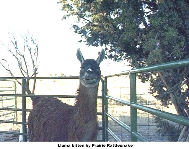 llama2.jpg [106 Kb]