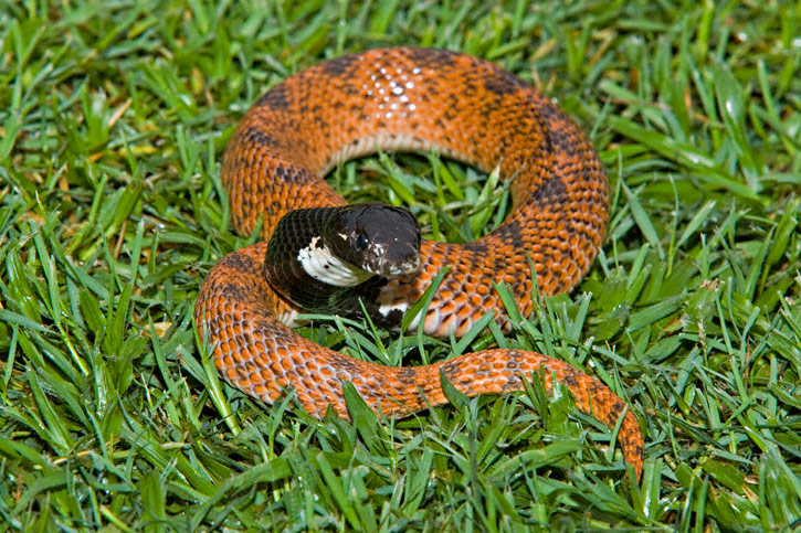 Shield-nosed-Snake-0013.jpg [176 Kb]