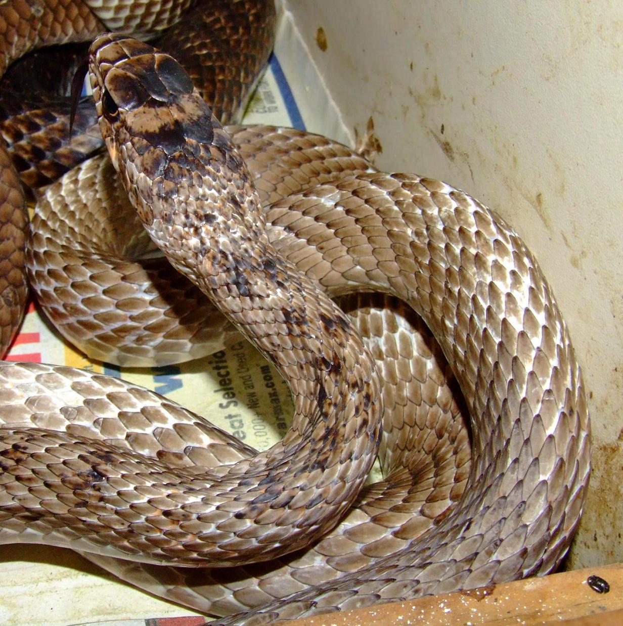 Unusual_Coachwhip_by_pitbulllady.jpg [294 Kb]