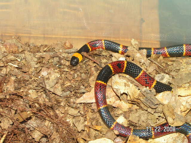 coralsnake4.JPG [140 Kb]