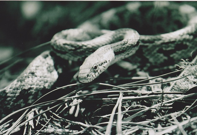 Gray Ratsnake