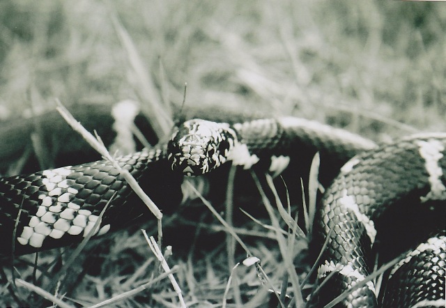 Chain Kingsnake